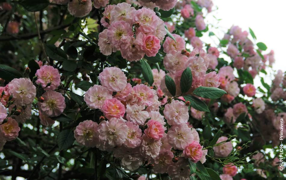 ©SUNFLOR – Primavera